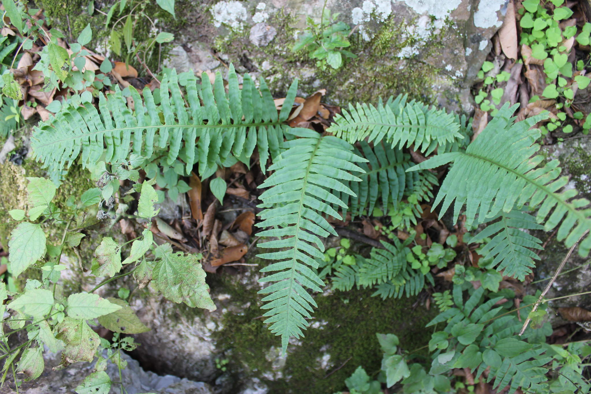 Polypodium plesiosorum